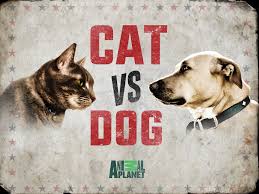 Dog vs Cat Classifier product image